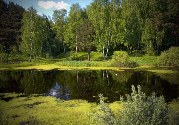 Лесные ручьи Поляны России