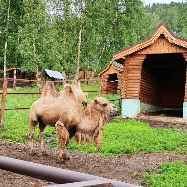 Парк Флоры и фауны роев ручей в Красноярске