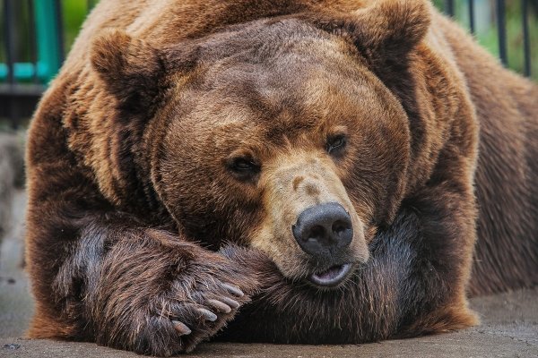 Роев ручей Красноярск животные