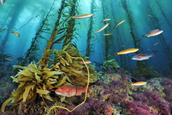 Подводный мир водоросли