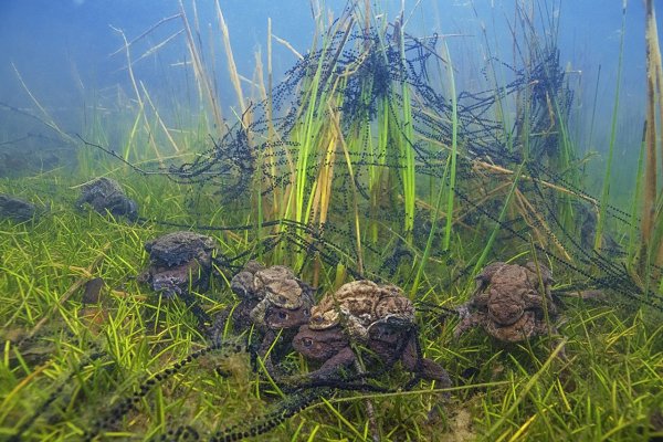 Подводный мир пресных водоемов