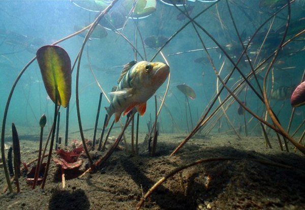 Подводные обитатели водоемов