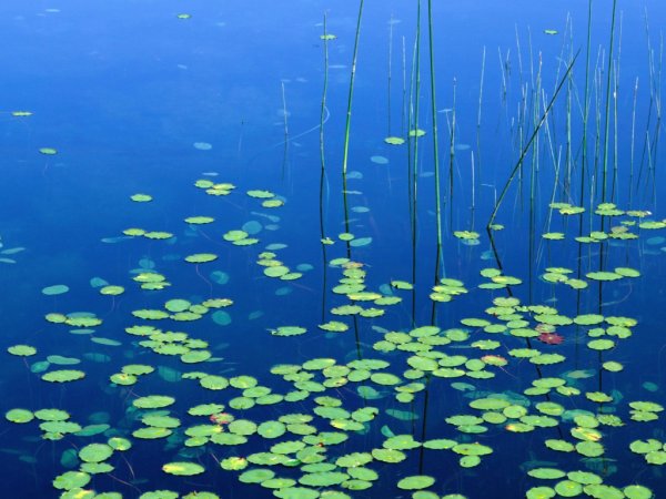 Водоросли под водой