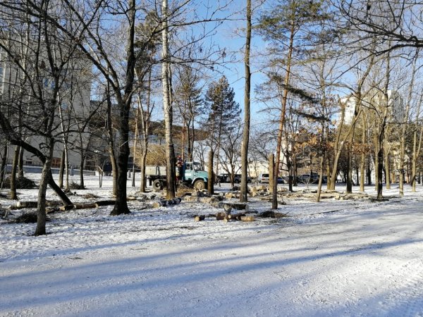 Деревья в парне Динамо хабароск