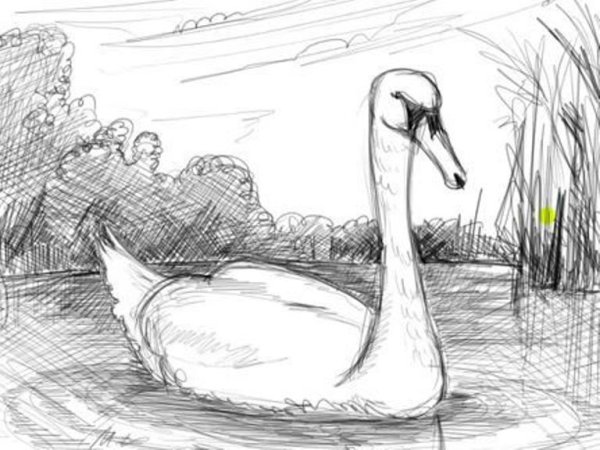 Рисунок лебедей на озере карандашом