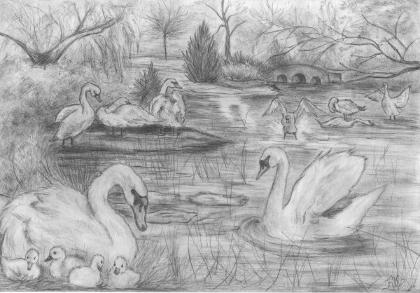 Рисунок лебедей на озере карандашом