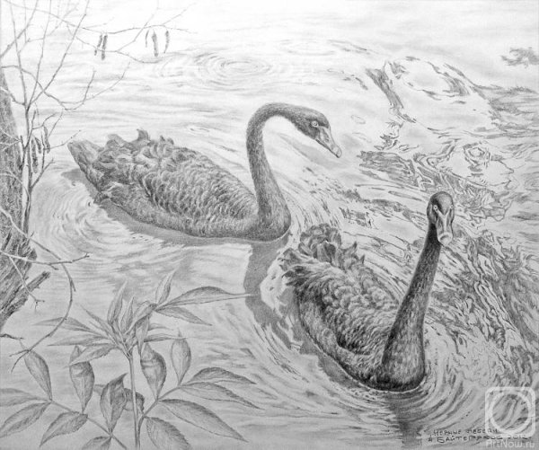 Лебеди картина карандашом