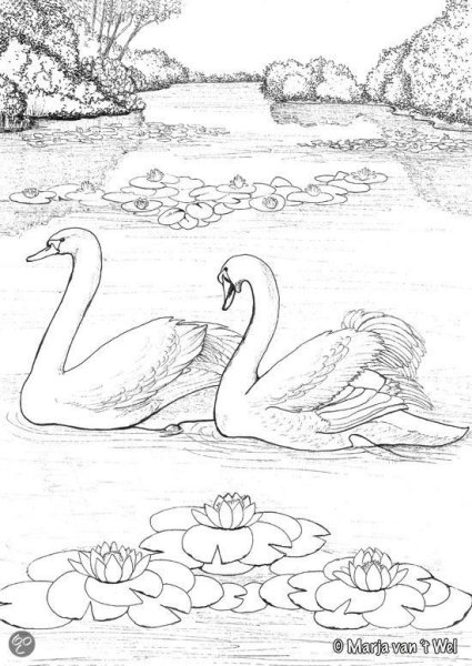 Лебедь рисунок карандашом