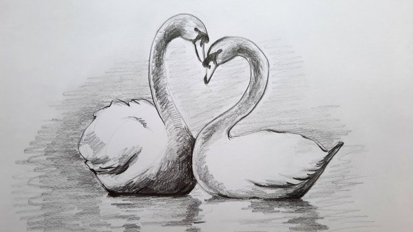 Пара лебедей рисунок карандашом