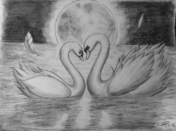 Лебедь рисунок карандашом
