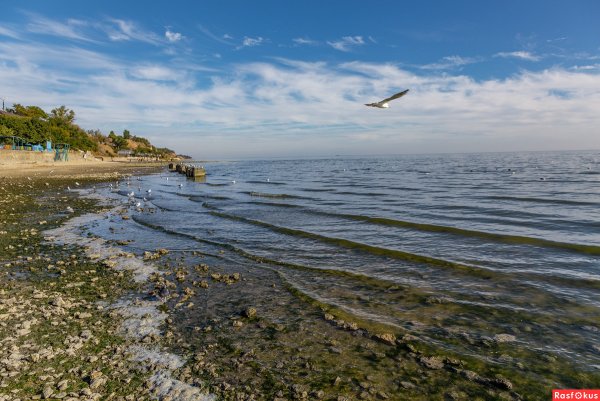 Море Приморский парк Таганрог