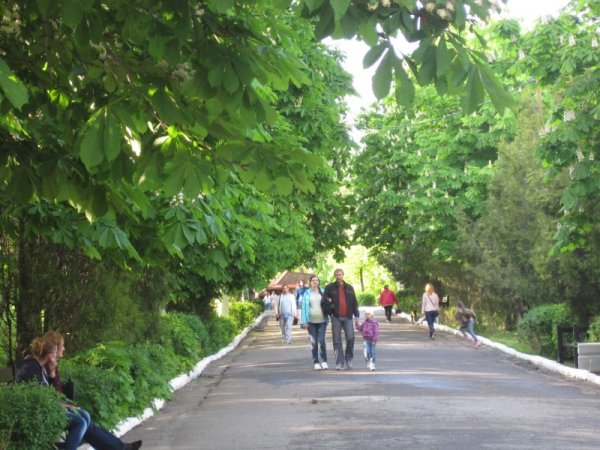 Розовый каштан в Приморском парке Таганрог