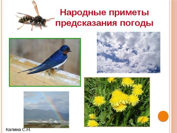 Птицы предсказатели погоды