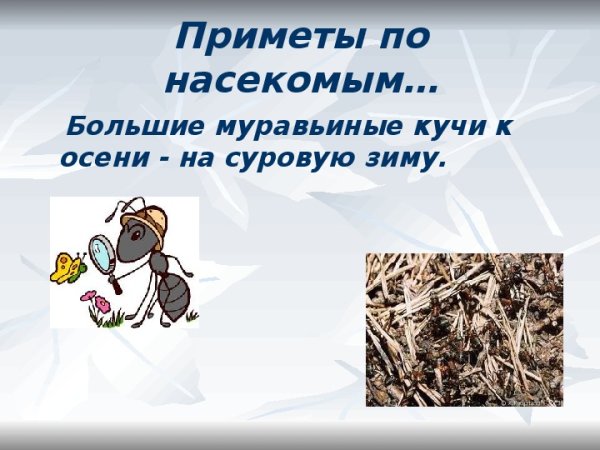 Приметы по насекомым
