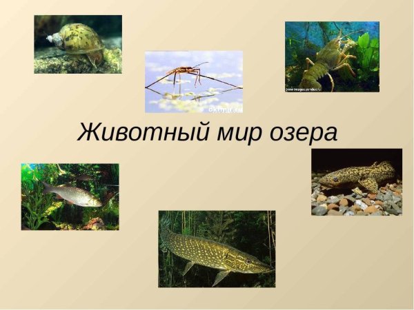 Растения и животные озера