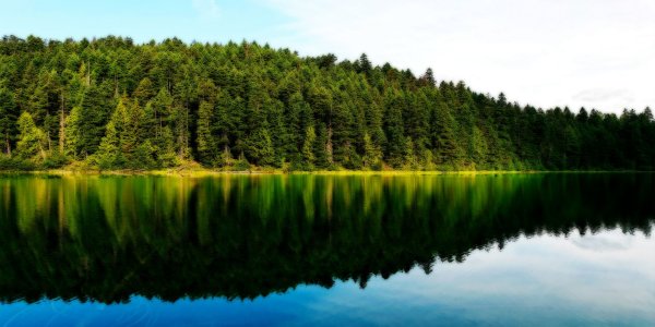 Озеро на фоне леса