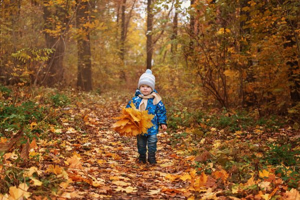 Осенний лес для детей