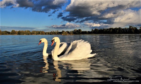 Пара лебедей на озере