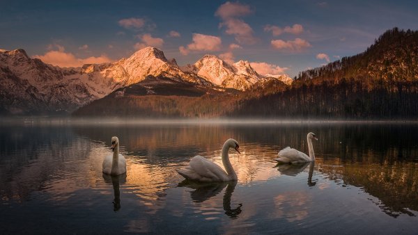 Озеро Грундльзе Австрия лебеди