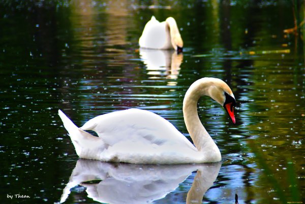 Лебеди хорошеекачестве