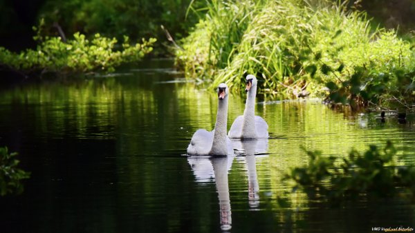 Лебеди в пруду