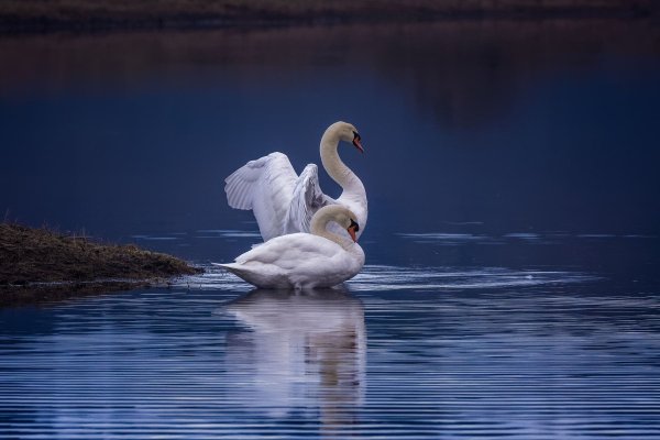 Пара лебедей