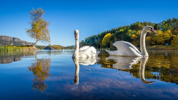 Гагры Лебединое озеро