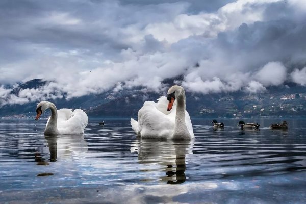 Лебеди на озере