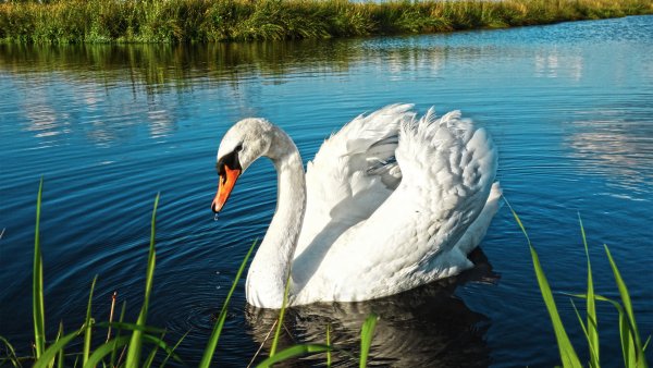 Лебеди в камышах
