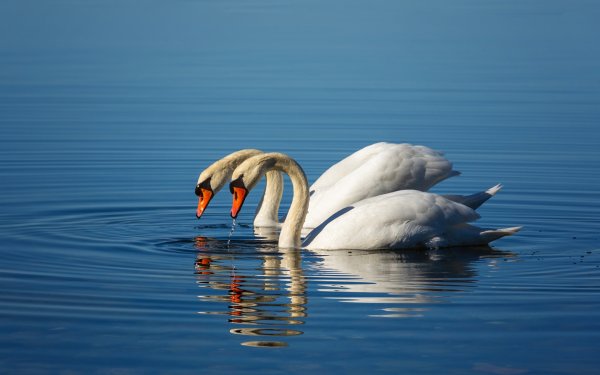 Лебеди на море