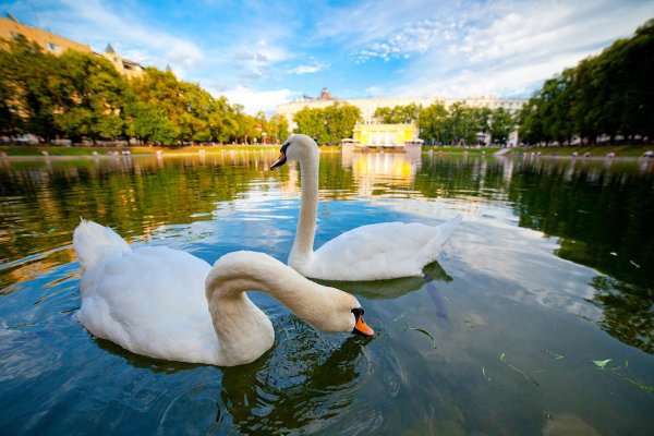 Санкт-Петербург Елагин остров лебеди