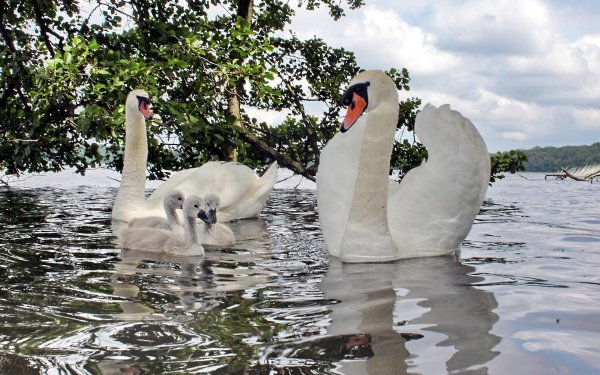 Самые красивые лебеди