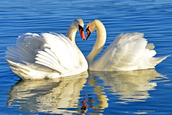 Озеро с лебедями фон