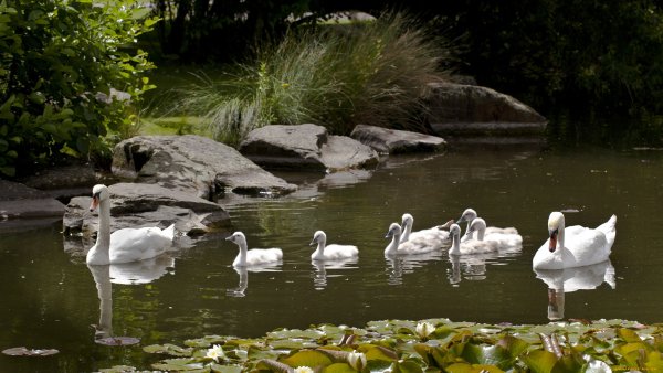 Лебеди в пруду