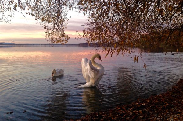 Лебеди в пруду
