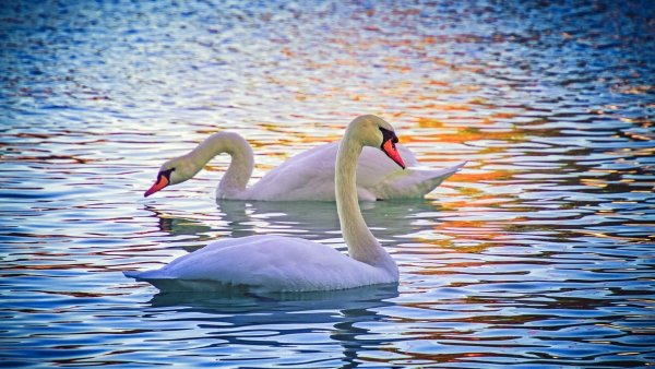 Обои на рабочий стол лебеди