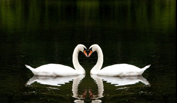 Влюбленные лебеди