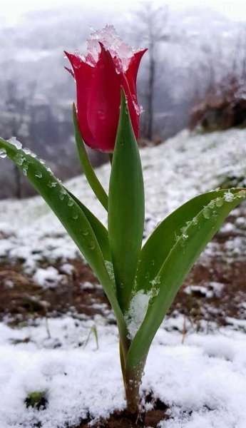 Настроение весны