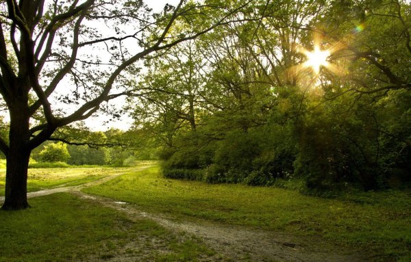 Солнечный день в лесу