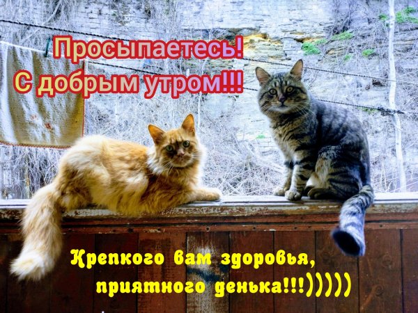 Проснулись с добрым утром
