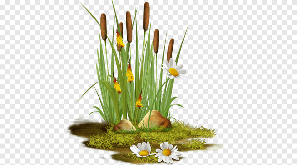 Камыши на прозрачном фоне