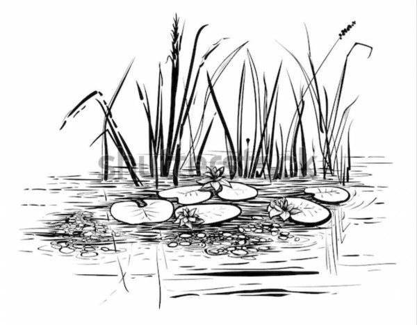 Болото схематично