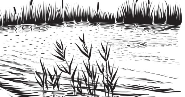 Болото Графика