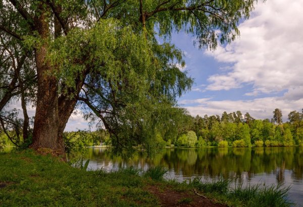 «Гляжу в озёра синие». Авторская выставка Емельянова