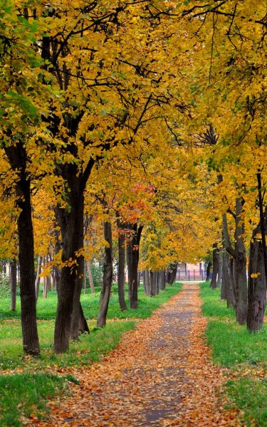 Осенний парк Йошкар Ола