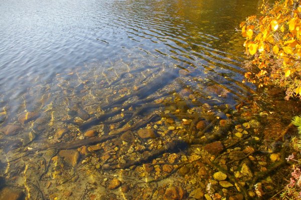 Невское озеро Ленинградская область