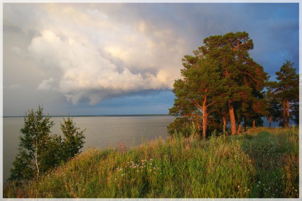 Сосны на берегу Мологи