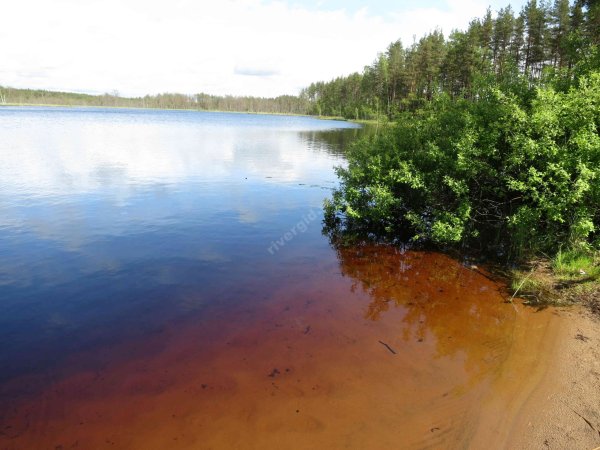 Озеро Линевское Выборгский район