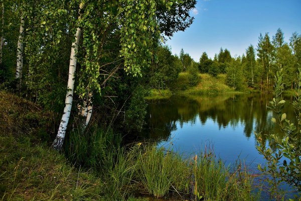 Пейзаж береза Березовая роща озеро