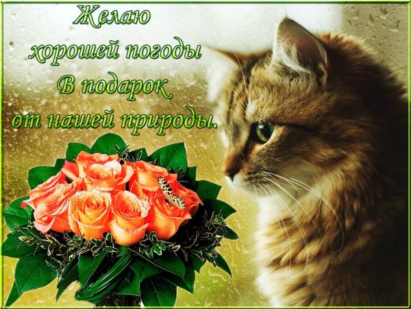 Открытки с хорошей погодой